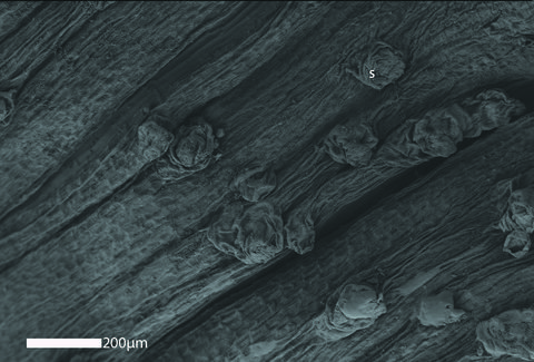 P. murrayi Jones et al 160.1