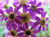 Pericallis (Asteraceae) Scratchpad